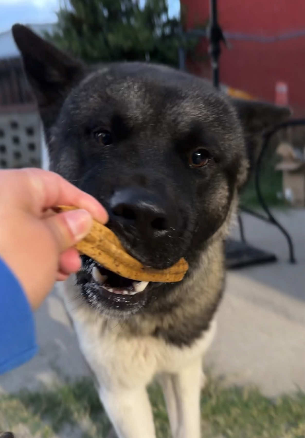 They almost fought for this treat! #ziontheakita #americanakita #akita 