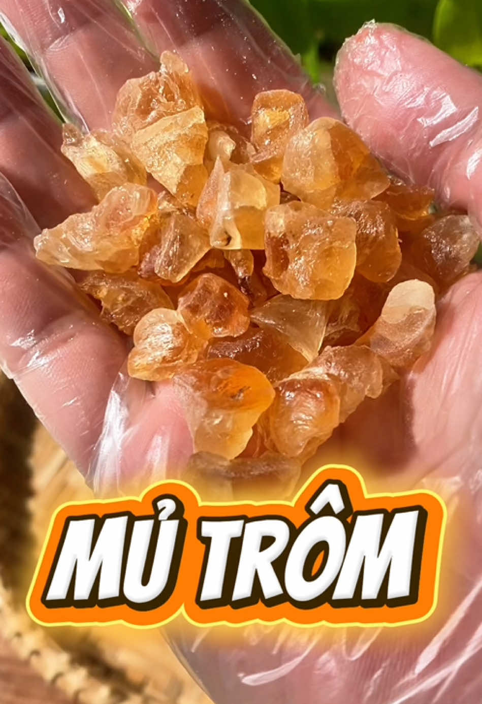 1kg mủ trôm vàng tặng kèm gói hạt chia #mủtrômvàng #mủtrôm 
