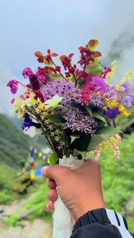 Fool ko lagi phool😂 mention your fool/phool #flowers #mountain #nature #annapurnabasecamp #Love 