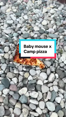 We love giving back to our furry friends #nature #camppizza #sharingiscaring 
