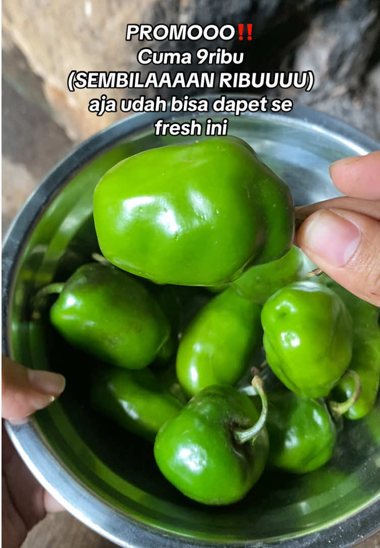 Buruan checkout daripada penasaran🫵🫵 #cabegendot #cabegendotfresh #cabegendotviral #cabegendottehshanty #cabegendotdieng 