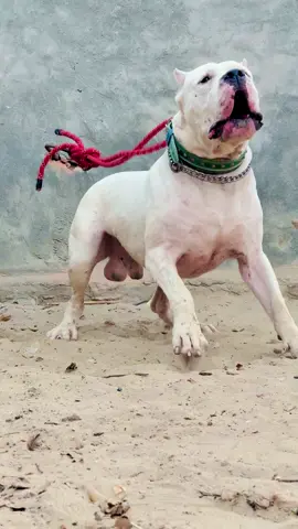 Check the Glock aggression🥵🔥#dogoargentino#doglovers#fyp#viralvideos#foryouu 