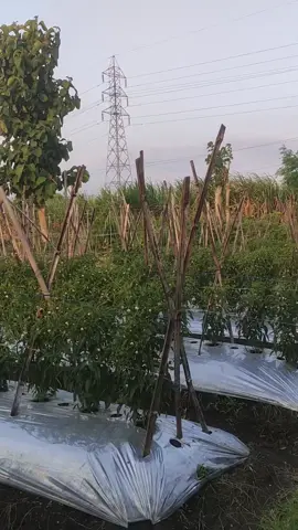 Sangar ora kudu tani tapi seng wani nandur lombok jelas sangar. 