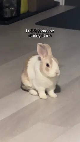 Uncomfortable stare 🙂 #bijouthebunny #bunnytok #rabbitowner #bunnycore #buntiktok 