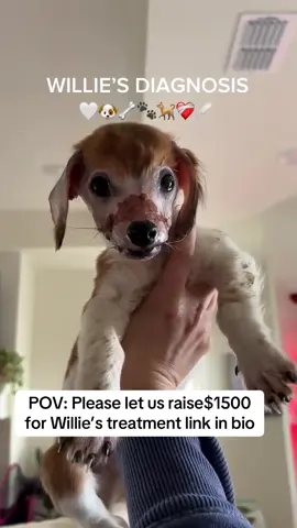 We can't do it without you. Donate now to help save him and so many others like him. Link in bio #animals #petsofinstagram #rescuedogs #dog #dogsoftiktok             