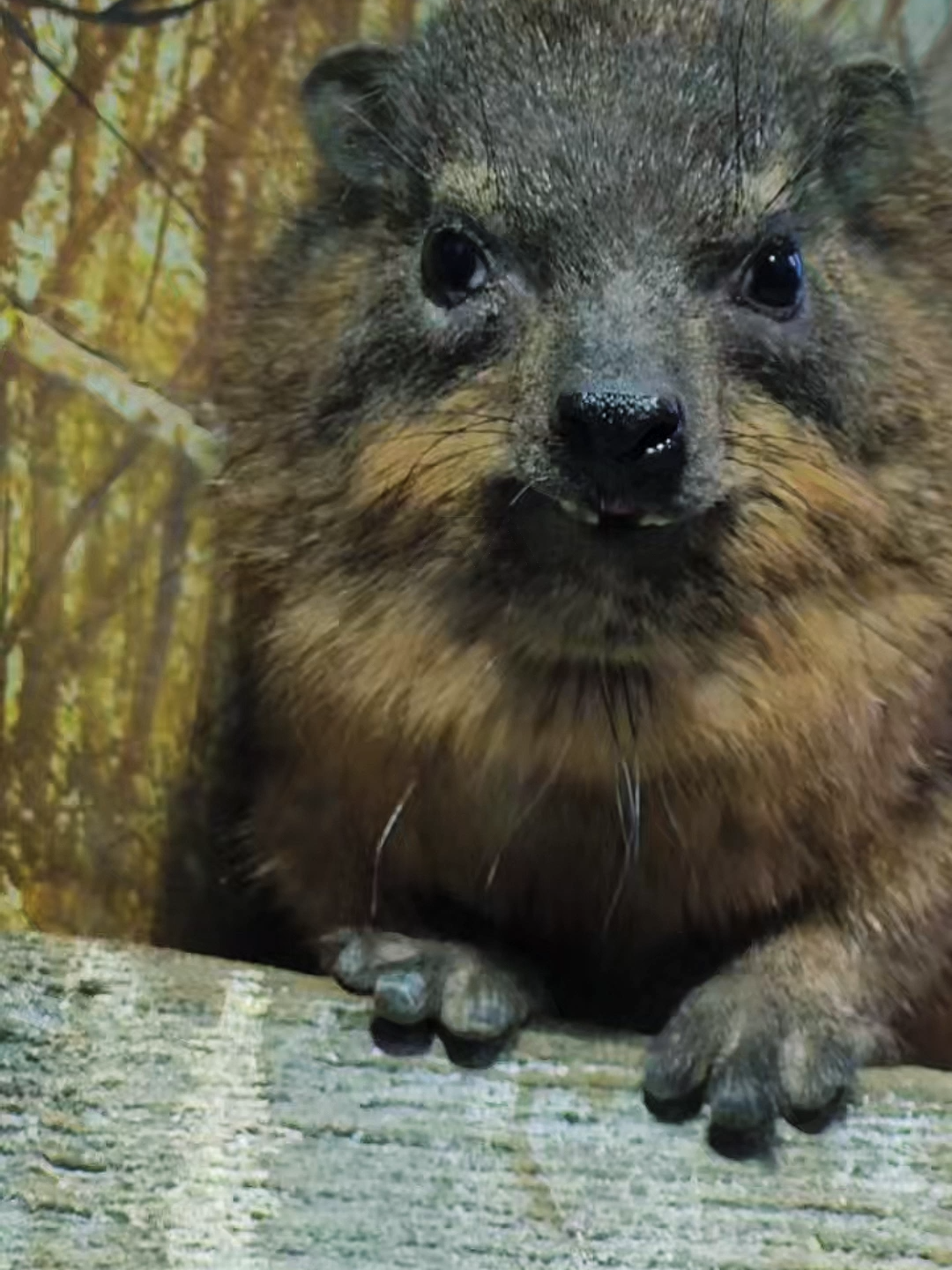 Hewan Imut Mirip Tikus, Ternyata Sepupunya Gajah!? #FaktaUnik #Hewan #Hyrax