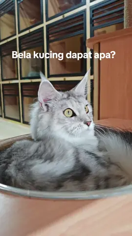 Yahhh 😸 #fyp #kucing #lawak #malaysia #trending 