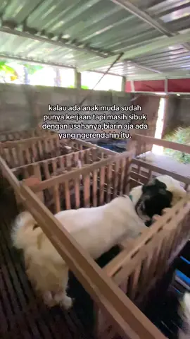 🤟🏻#fyp #fypage #peternakkambing #peternakmuda 