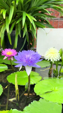 Xinh đẹp tự nhiên hoàn hảo ❤️😘💕#xuhuong #xuhuonhtiktok #binhduong #hoasung 