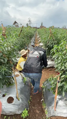 Halbagank x Isaru x Cikruh 99 😁🤙🏼