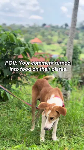Visit our link in bio to spare adonation to help me feed them  #supportbadrudogshelter  #donatefordogfood  #Everybitcounts  #linkinbiotodonate 