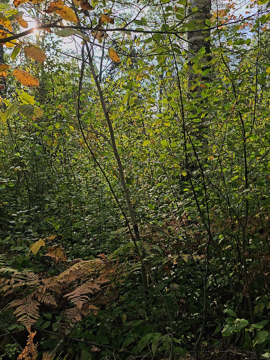 Mamas, did you know that for the first several months of life, your baby doesn’t even realize they’re a separate person from you? 💕 To them, you are their world. Your heartbeat, your smell, your voice—it all feels like one and the same. That’s why newborns want to be held so close; it’s not just comfort, it’s literally how they understand safety and existence.  Around 6 months, babies start to realize, ‘Wait… mom and I aren’t the same person.’ This is when things like separation anxiety can show up, because they’re just now learning that you can walk away—and that’s a big deal for them. So if your baby cries when you leave the room or only settles with you, it’s not that you’re spoiling them. It’s just their brain growing, and it means you are their safe place. 🫶 #fourthtrimester #MomsofTikTok #momtruths #motherhoodunplugged 