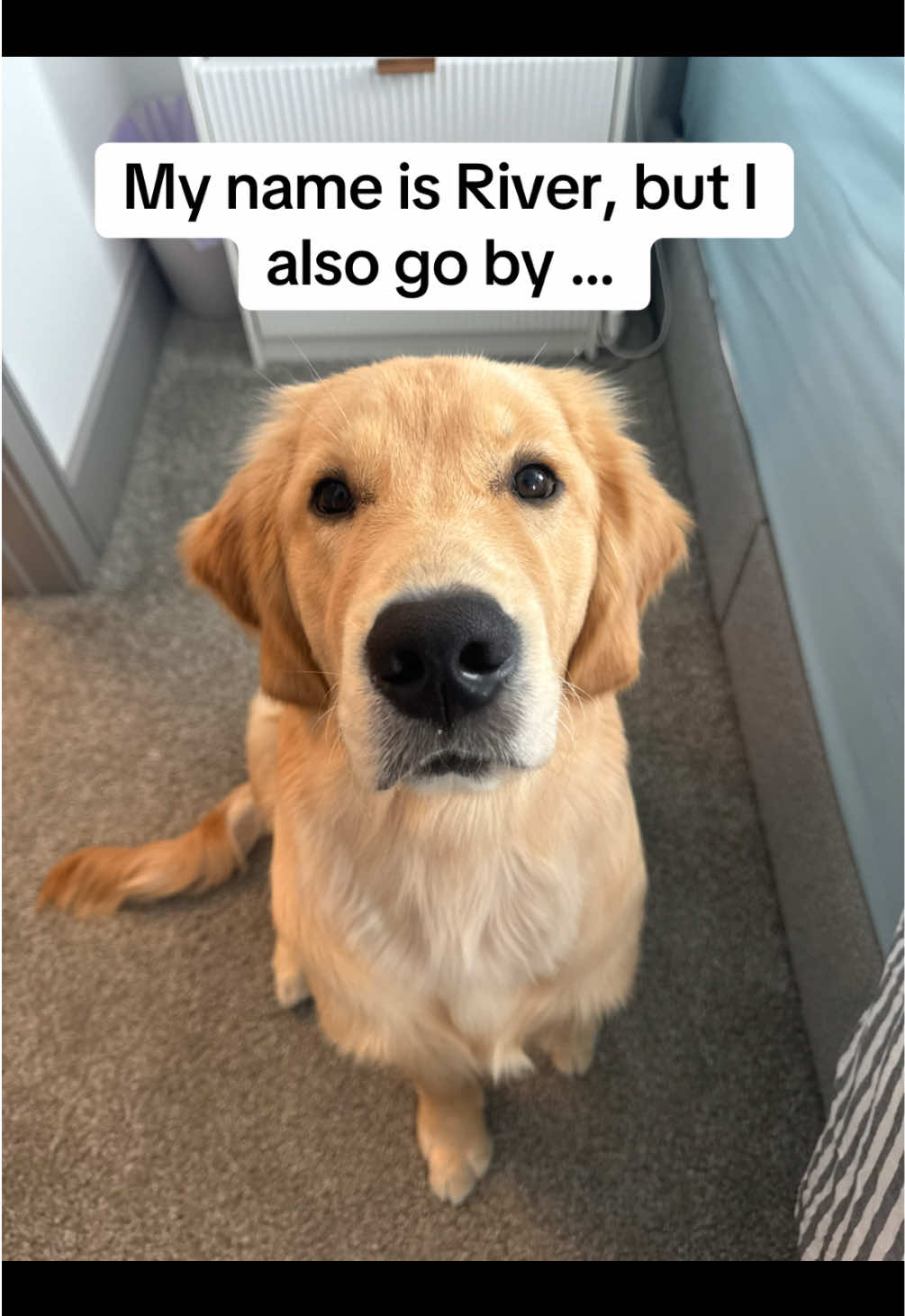 Comment what yall call your pups! We love coming up with new names to call him 😂 #dogsoftiktok #nicknames #funnypuppy #fyp #goldenretriever 