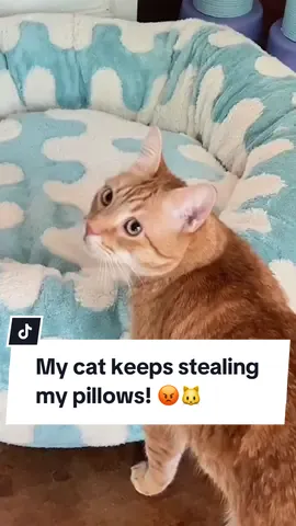 Get this Patchy Donut Bed for your cat 🐈