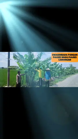 Polri dalam hal ini Polda Jatim khususnya Polsek Modo Polres Lamongan Polda Jatim, AKP Suroso, S.Sos. Kapolsek Modo Polres Lamongan menindaklanjuti arahan terkait ketahanan pangan demi mewujudkan 