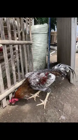 klawu🤩 #bkselatan #bkklasik #pakhoy #mangon 