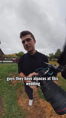 I need more weddings that have alpacas at them… . #wedding #bts #360 #alpacasoftiktok #weddingvideographer 