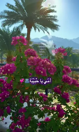 أمي يا حبيبة يالريحتك طيبة#🫂💞#رضاكي#صباح_الخير#fyyyyp #fouryou #تصويري_احترافي_الاجواء👌🏻🕊😴 