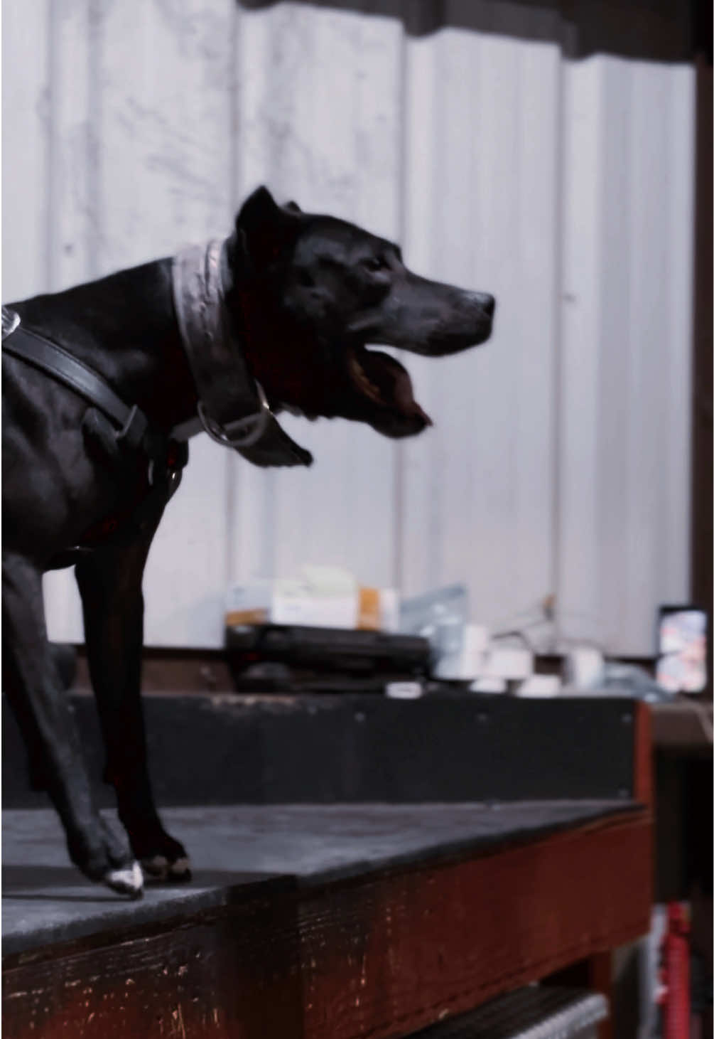 Tove the magnificent, such a great week getting to watch @Steph-RaisingHell.Hounds🇨🇦 and the bestest girl ever ❤️ #realdealdogtraining #fentysuperbrandday #bandog #apbt #presa 