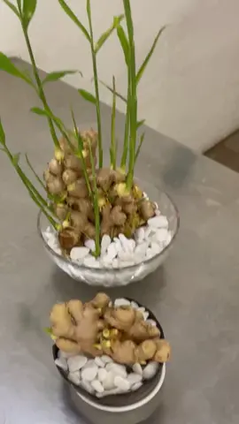 Tháng 8AL đã đến, em mời các chị em trổ tài chiêu thịnh vượng về nhà #trồnggừng  #chieulocnghinhtai 