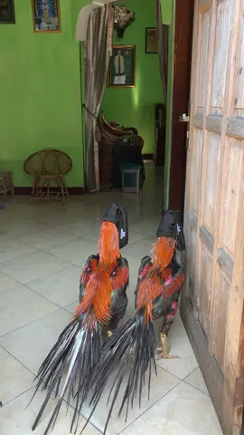 😇🦚🥰#ekorlidi #ayambangkokindinesia #ayamkontesindonesia #ayambangkokklasic #ekorlidisuper 