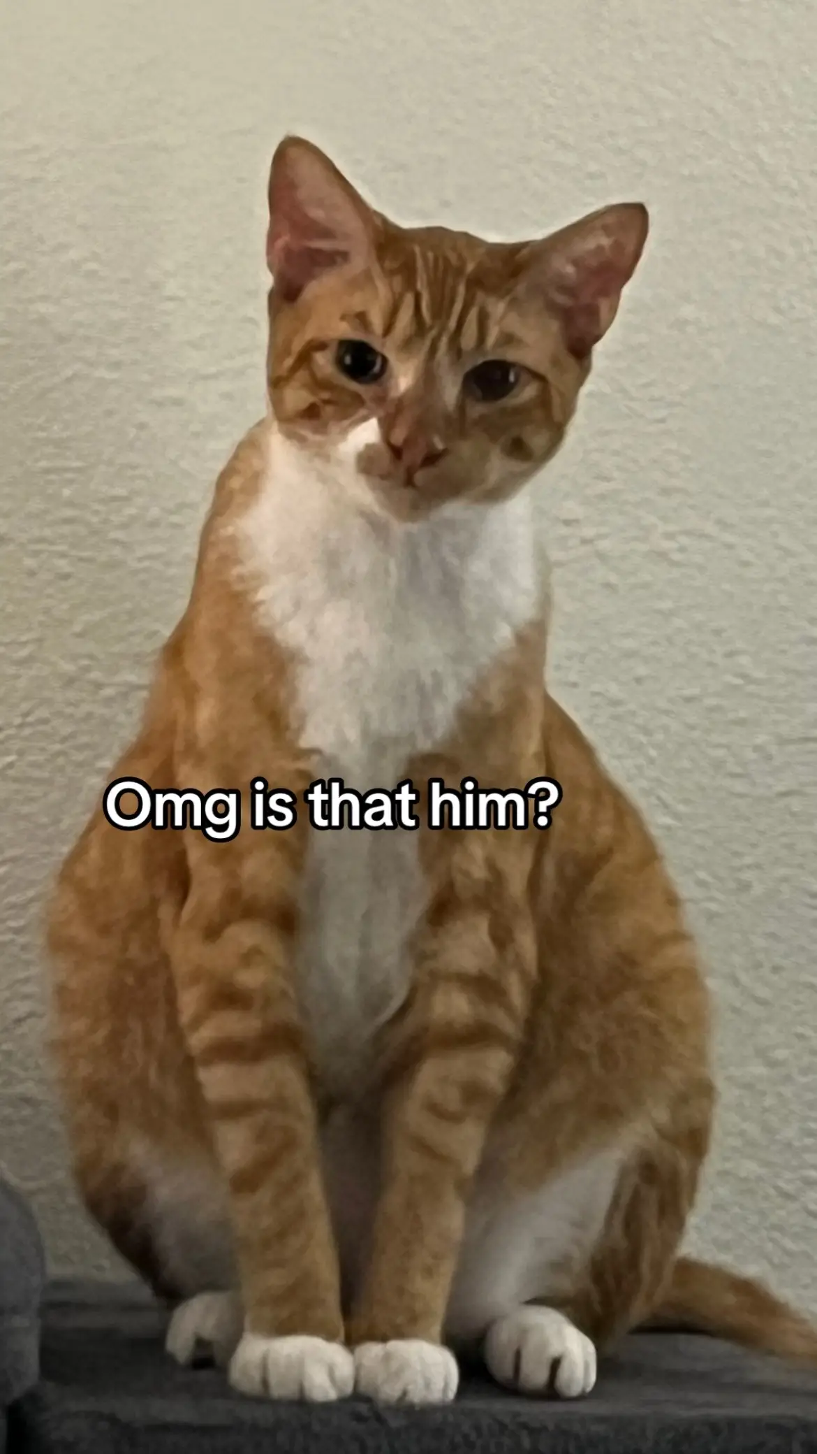 My all time favorite photos of nugget #ginger #orangecat #fyp #fypシ 