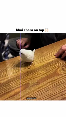 Bhai Chara on top ,✌️