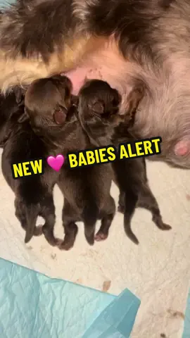 New Litter Alert 🔔 I love puppies 🐶 that EAT 🥰 all day 🙏 healthy babies.  CHOCOLATE YORKIES #COHUSSLE #Yorkies #Puppies #fyp #cutenessoverload 