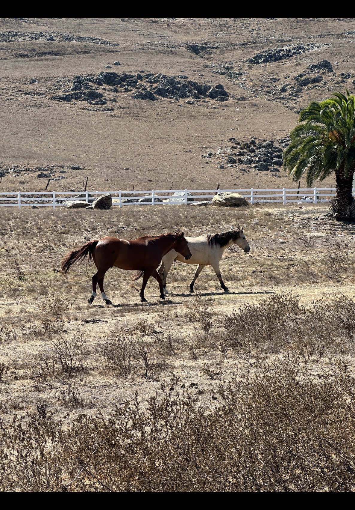 Central Coast activities ✨🐮☀️🌊💚 #centralcoast #fallvibes #fyp 