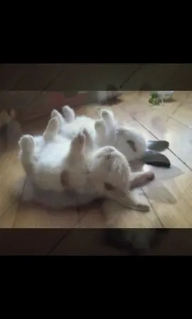 wish i had one #bunny #fyp #xyzbca #animals #cuteanimals 
