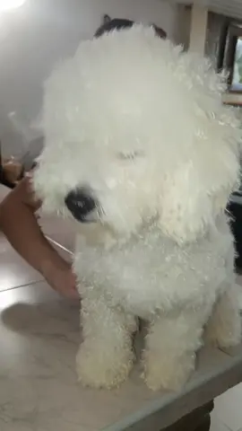 mi Hachi❤️😘