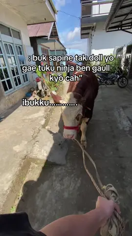 ibuk bersabda #peternaksapiindonesia #juragansapi #pedetsuper #fypシ #4u 