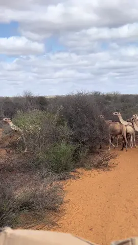 #geeel #axmad_wali44 @𝐋𝐀𝐀𝐁 𝐉𝐀𝐂𝐄𝐘𝐋🥺❤️👈 #somalitiktok12 #tiktokindia 