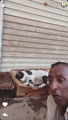 #عمان #الشعب_الصيني_ماله_حل😂😂 #عابر_القارات🔕 #البحرين #cats 