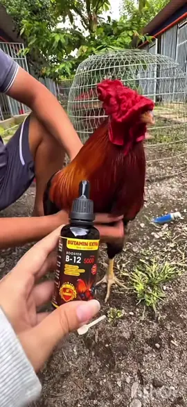 Không còn xa lạ với ae nữa nha 🔥🔥BUTAMIN B12-5000 hỗ trợ gà ăn mạnh , xung hừng , tăng bo , tải cựa ✅😍#ganoi #gatre #chamsocga #gakieng #thuocgadacantho 