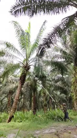 kita brangkat kerja dengan sehat  pulang kekampung pun kita harus sehat berhati