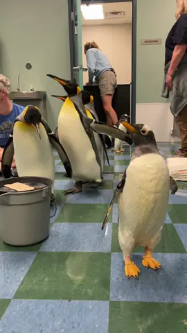 If you have the time (and money) go visit the penguins at the STL zoo! Admissions to the zoo is free of course, but they have plenty of behind the scenes tours for purchase that goes toward research for these beautiful creatures! #stl #stlzoo 
