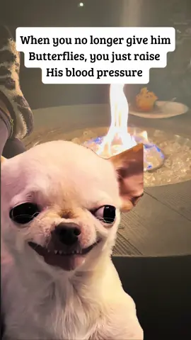 When you stop being his peace and start being his pre-workout 😤😂 #dogsoftiktok #chihuahuamemes #relatableaf  #fyp #viral