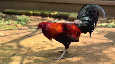 #fyp #ayamfilipin🇵🇭 #malsimblack