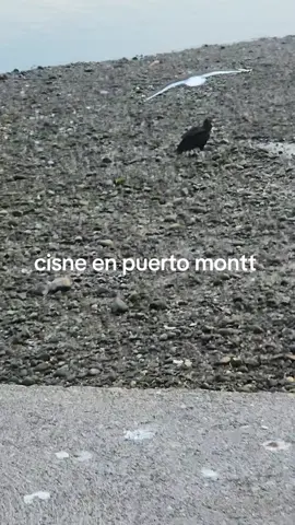 #fyp 