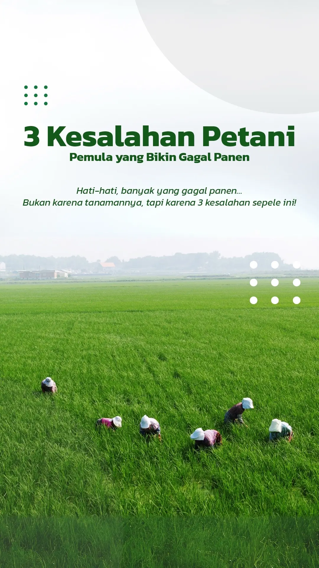 Ini dia 3 Kesalahan Petani Pemula yang Sering Bikin Gagal Panen #petani #bertani #pertanian #farmtok #farmtok 