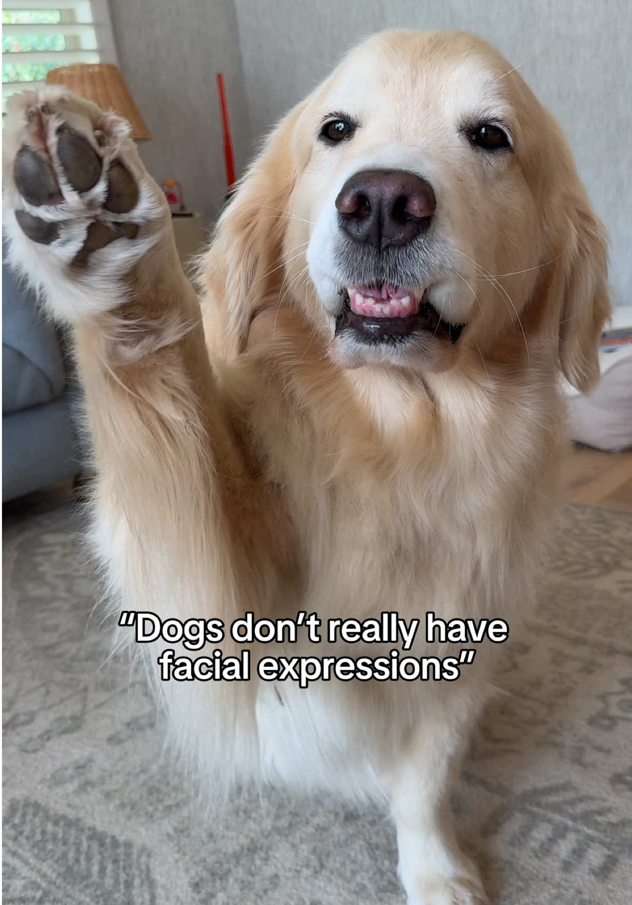 Maui has so many emotions 🤣#goldenretriever #dogfaces #emojiface 