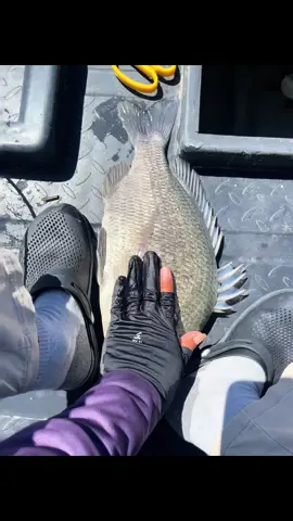 Bộ môn trời đày😑#cauca #caucagiaitri #xuhuongtiktok #xuhuong 