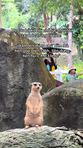 #xuhuong #viral #VinWonders #GreenCreator #dulich  