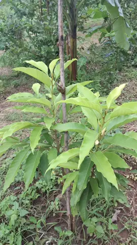 #ရေတံခွန်တောင်ပေါ်ဘကြီးမိုး #