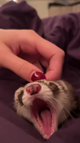 Сладкий сон 😴  #хорек #хорьки #ferrettok #ferret #sleep 
