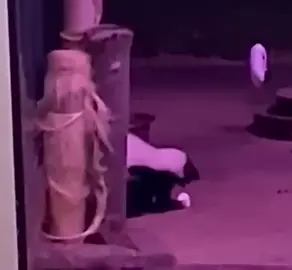 Skunk vs giant marshmallow #cute #skunk #skunksoftiktok 