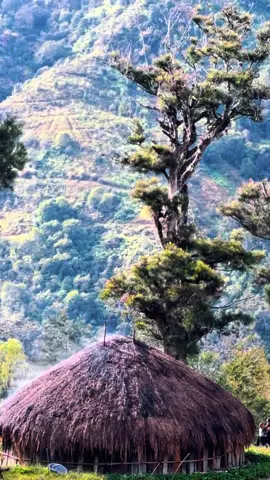 The voice of papua that brings peace and tranquility #fyp #fypシ゚viral #papua 