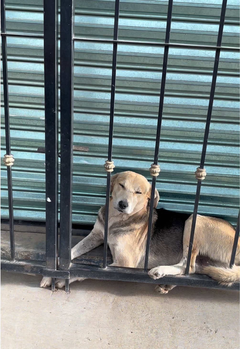 Te entiendo firulais 😪 #humor #perros #josejose #preso #fyp 