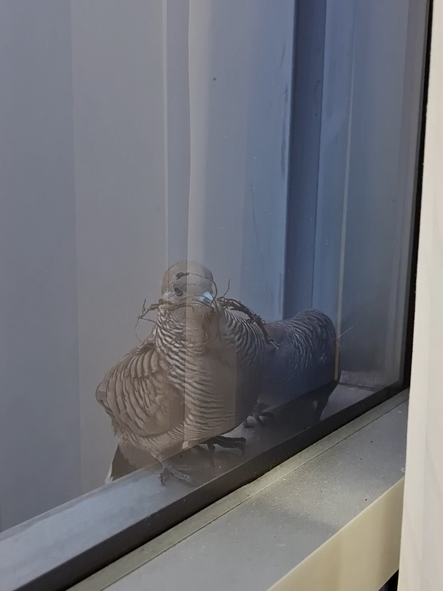 อยู่ๆก็มารักกันให้ดู#ผู้บ่าวเสื้อปุ๋ย  #แอร์พรสวรรค์ #coverเพลงดังtiktok 